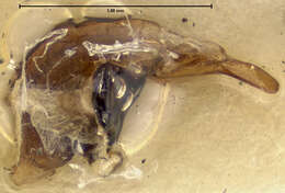 صورة Pterostichus (Cryobius) kotzebuei Ball 1962