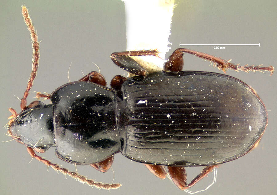 صورة Pterostichus (Cryobius) kotzebuei Ball 1962