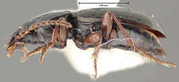 صورة Pterostichus (Cryobius) kotzebuei Ball 1962