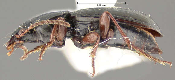 صورة Pterostichus (Cryobius) kotzebuei Ball 1962