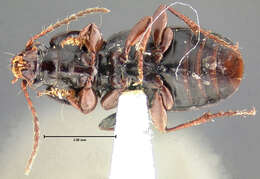 صورة Pterostichus (Cryobius) kotzebuei Ball 1962