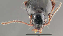 صورة Pterostichus (Cryobius) kotzebuei Ball 1962