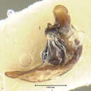 Image of Pterostichus (Cryobius) gerstlensis Ball 1962