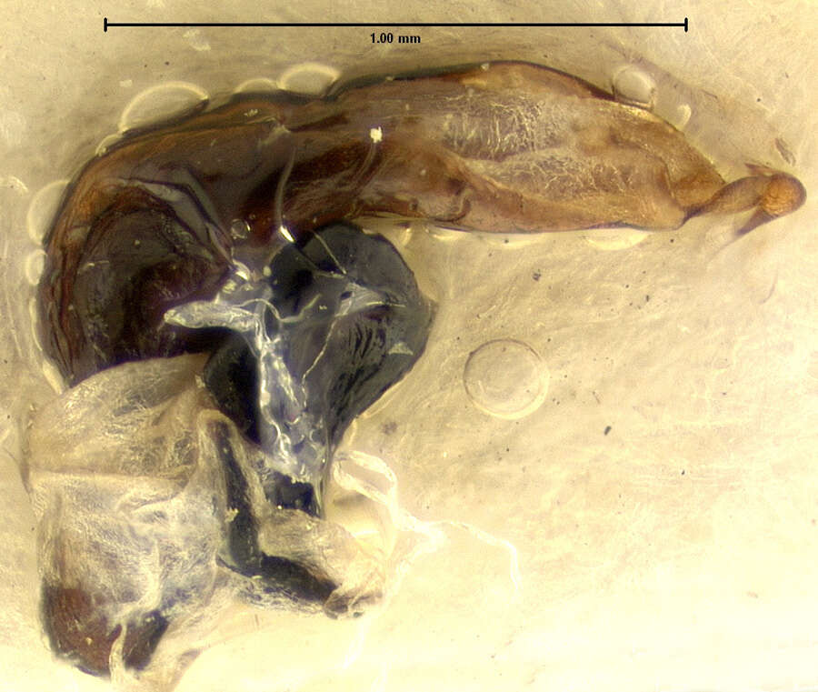 Image of Pterostichus (Cryobius) tareumiut Ball 1962