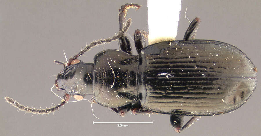 Image of Pterostichus (Cryobius) tareumiut Ball 1962