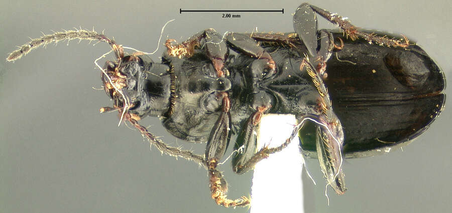 Image of Pterostichus (Cryobius) tareumiut Ball 1962