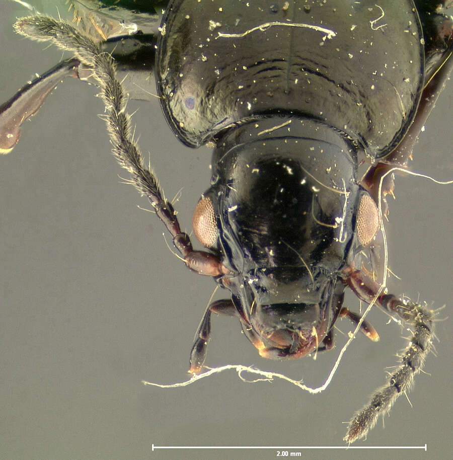 Image of Pterostichus (Cryobius) tareumiut Ball 1962