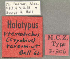 Image of Pterostichus (Cryobius) tareumiut Ball 1962