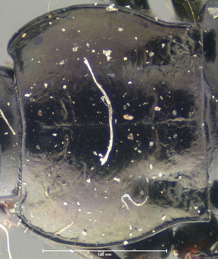 Image of Pterostichus (Cryobius) tareumiut Ball 1962