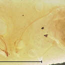 Imagem de Pterostichus (Cryobius) parasimilis Ball 1962