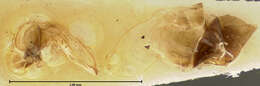 Plancia ëd Pterostichus (Cryobius) parasimilis Ball 1962