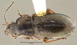 Plancia ëd Pterostichus (Cryobius) parasimilis Ball 1962