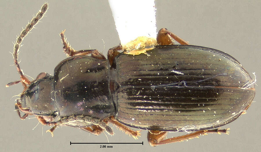 Plancia ëd Pterostichus (Cryobius) parasimilis Ball 1962