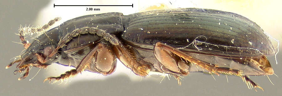 Plancia ëd Pterostichus (Cryobius) parasimilis Ball 1962