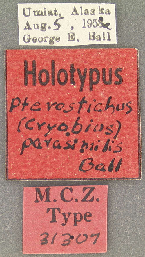 Plancia ëd Pterostichus (Cryobius) parasimilis Ball 1962