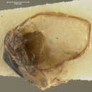 Plancia ëd Pterostichus (Cryobius) tiliaceoradix Ball 1962