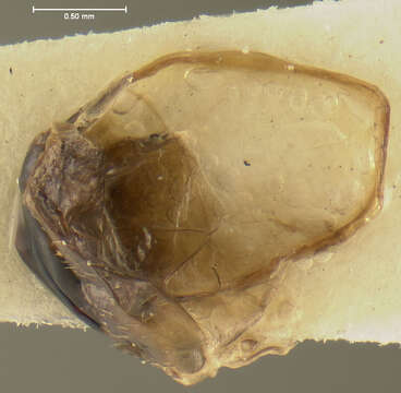 Image de Pterostichus (Cryobius) tiliaceoradix Ball 1962