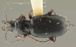 Imagem de Pterostichus (Cryobius) tiliaceoradix Ball 1962