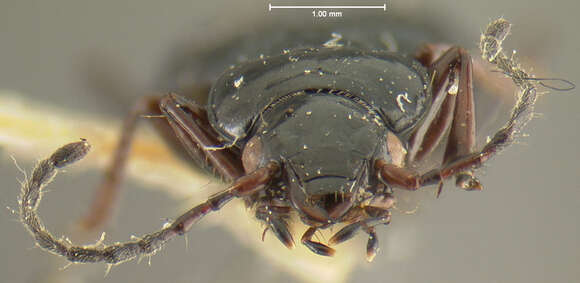 Imagem de Pterostichus (Cryobius) tiliaceoradix Ball 1962