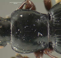 Imagem de Pterostichus (Cryobius) tiliaceoradix Ball 1962