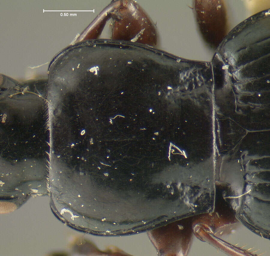 Imagem de Pterostichus (Cryobius) tiliaceoradix Ball 1962