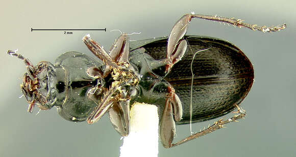 Imagem de Pterostichus (Cryobius) auriga Ball 1962