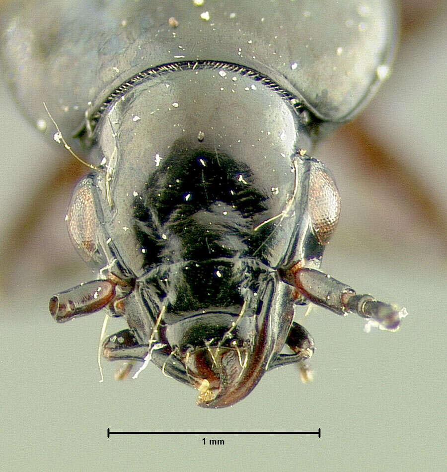 Imagem de Pterostichus (Cryobius) auriga Ball 1962