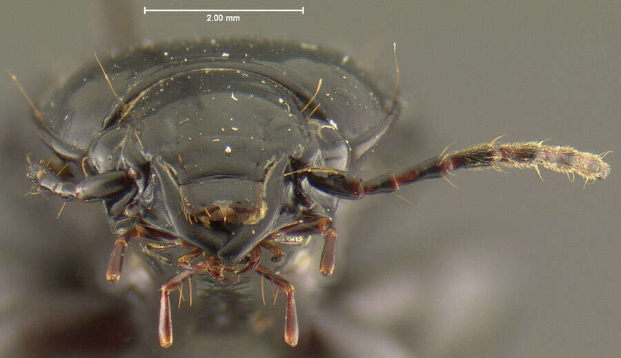 Image de Cyclotrachelus (Evarthrus) floridensis (Freitag 1969)