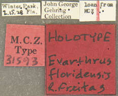 Image de Cyclotrachelus (Evarthrus) floridensis (Freitag 1969)