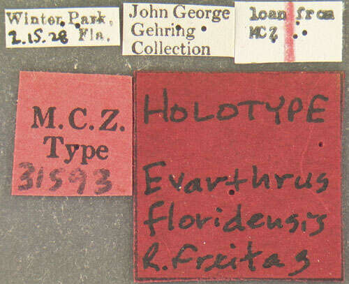 Image of Cyclotrachelus (Evarthrus) floridensis (Freitag 1969)