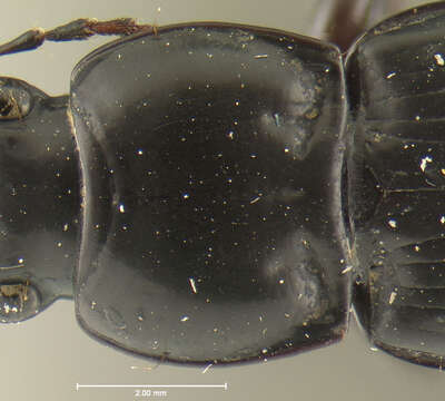 Image de Cyclotrachelus (Evarthrus) floridensis (Freitag 1969)