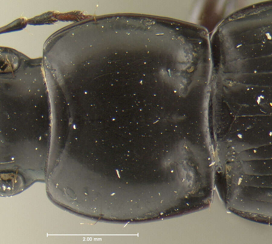 Image de Cyclotrachelus (Evarthrus) floridensis (Freitag 1969)