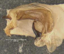Image of Cyclotrachelus (Evarthrus) sinus (Freitag 1969)