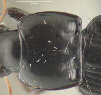 Image of Cyclotrachelus (Evarthrus) sinus (Freitag 1969)