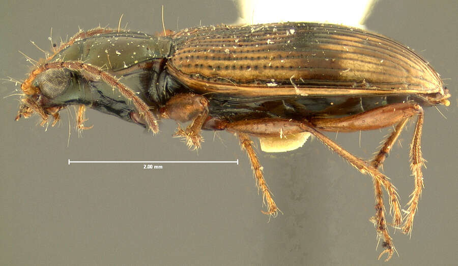 Image of Bembidion (Notaphus) variegatum Say 1823