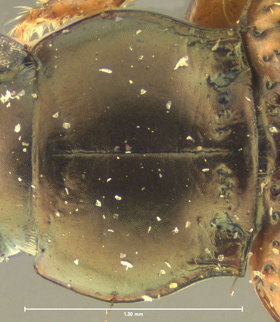 Plancia ëd Bembidion (Notaphus) variegatum Say 1823