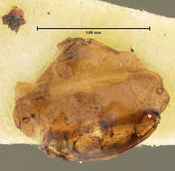 Image of Bembidion (Pseudoperyphus) honestum Say 1823