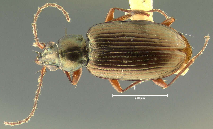 Image of Bembidion (Pseudoperyphus) honestum Say 1823