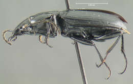 Image of Pterostichus (Bothriopterus) mutus (Say 1823)