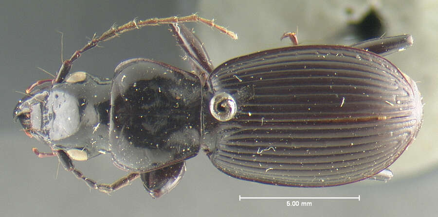 Image of Pterostichus (Eosteropus) moestus (Say 1823)