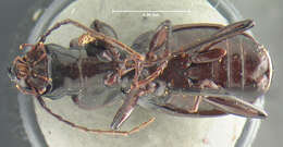 Image of Pterostichus (Eosteropus) moestus (Say 1823)