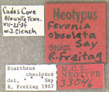 Image of Cyclotrachelus (Cyclotrachelus) freitagi Bousquet ex Bousquet & Larochelle 1993