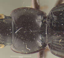 Image of Cyclotrachelus (Evarthrus) sigillatus (Say 1823)