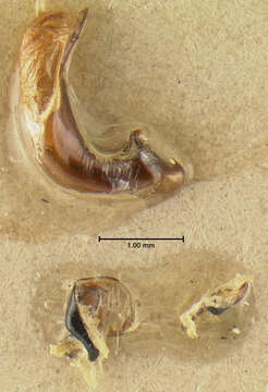 Plancia ëd Pterostichus (Hypherpes) adoxus (Say 1823)