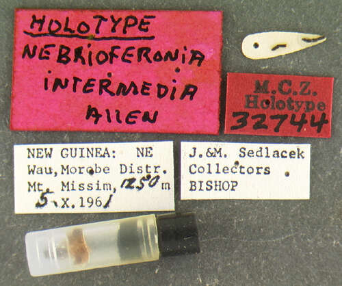 Image of Nebrioferonia intermedia Allen 1982