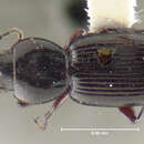 Image de Pterostichus (Gastrosticta) ventralis (Say 1823)