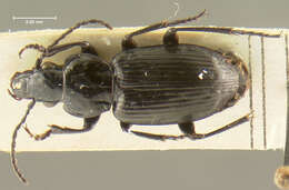 Imagem de Pterostichus (Bothriopterus) adstrictus Eschscholtz 1823