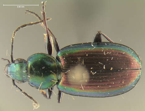 Image of Agonum (Olisares) cupripenne (Say 1823)