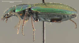 Image of Agonum (Olisares) cupripenne (Say 1823)