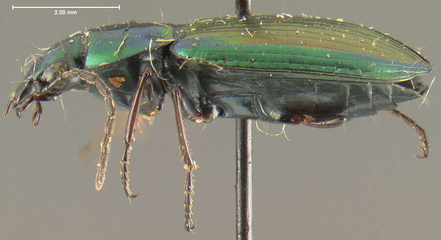 Image of Agonum (Olisares) cupripenne (Say 1823)